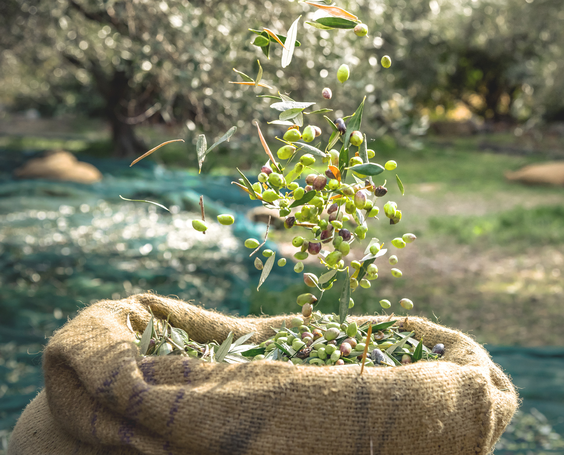 Vendita olio extravergine di oliva siciliano - Astrum Evo - Produttori di olio di oliva in Sicilia