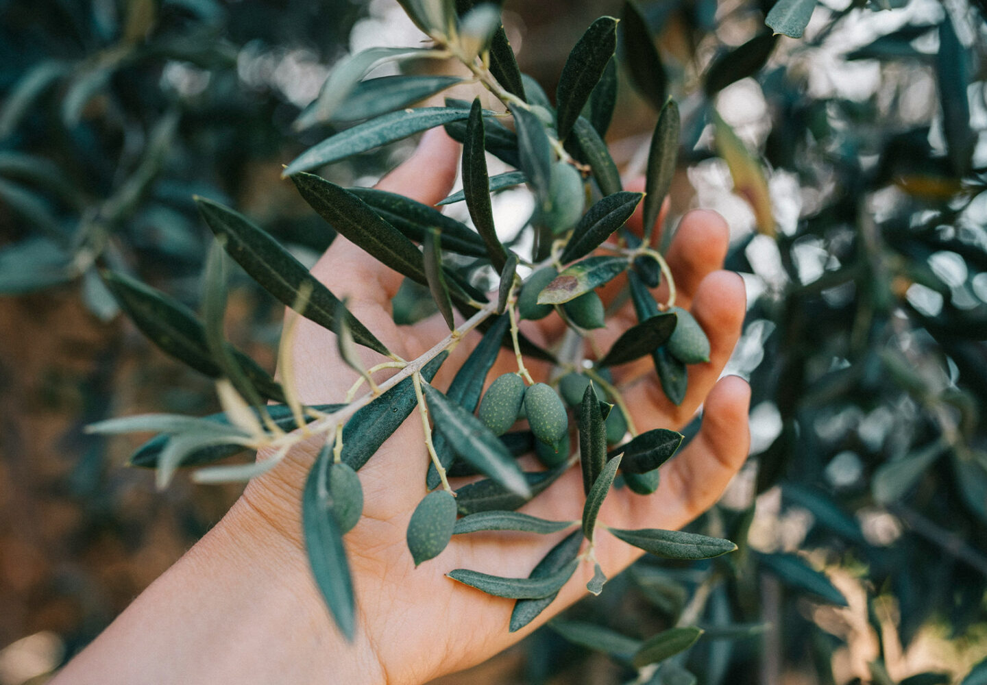 Contatti Astrum Evo olio