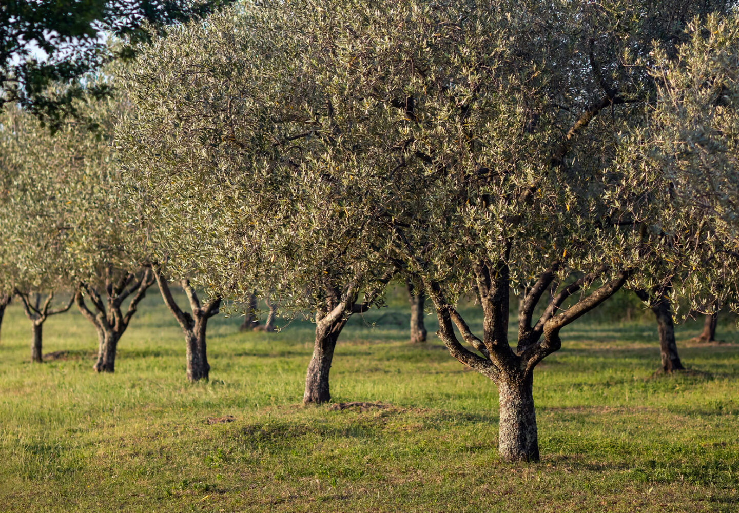 Territorio siciliano - varietà olive siciliane - coltivazione ulivi - Astrum Evo