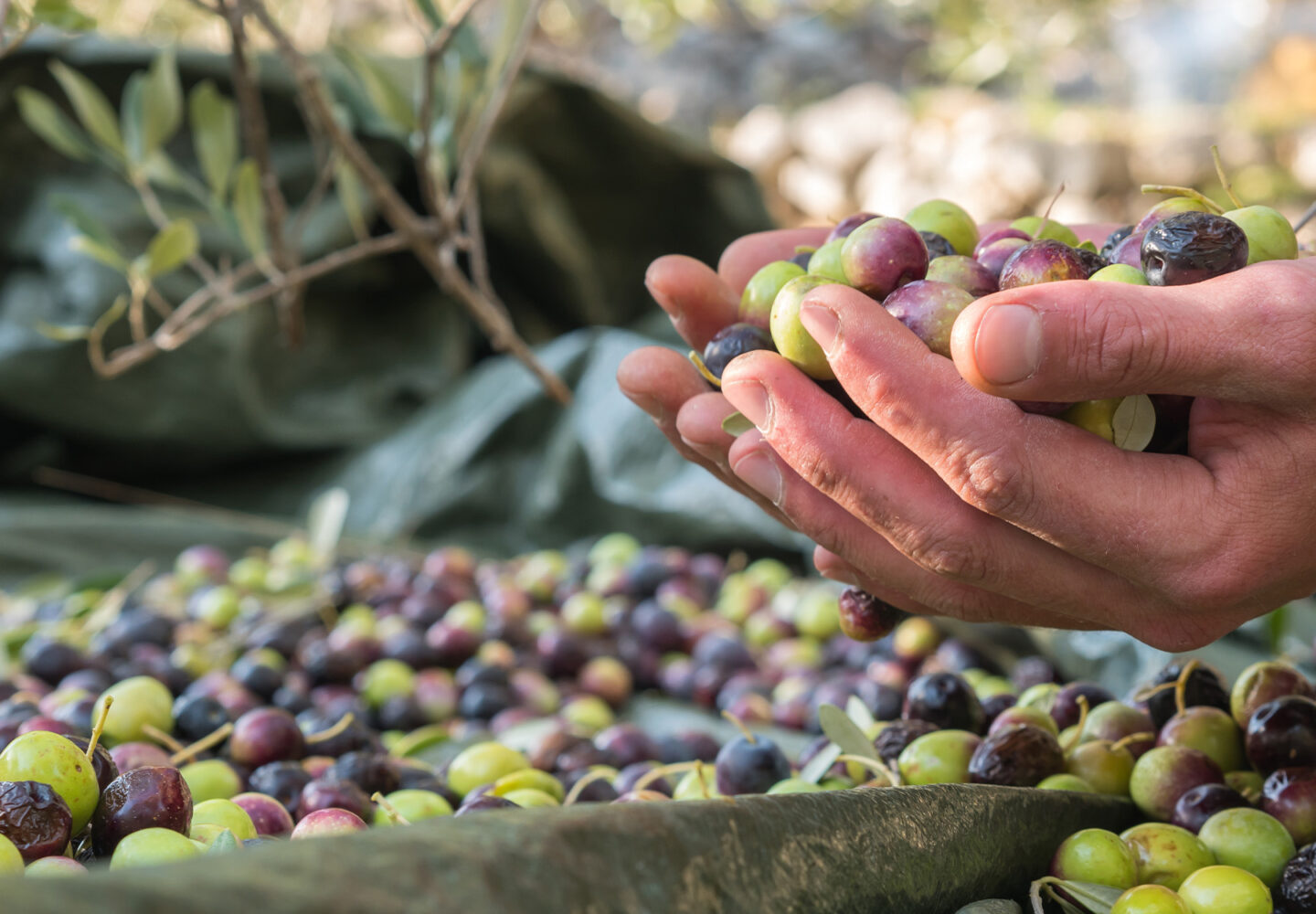 Produttori di olio di oliva in Sicilia - Azienda agricola olio - Astrum Evo Vendita olio extravergine di oliva siciliano