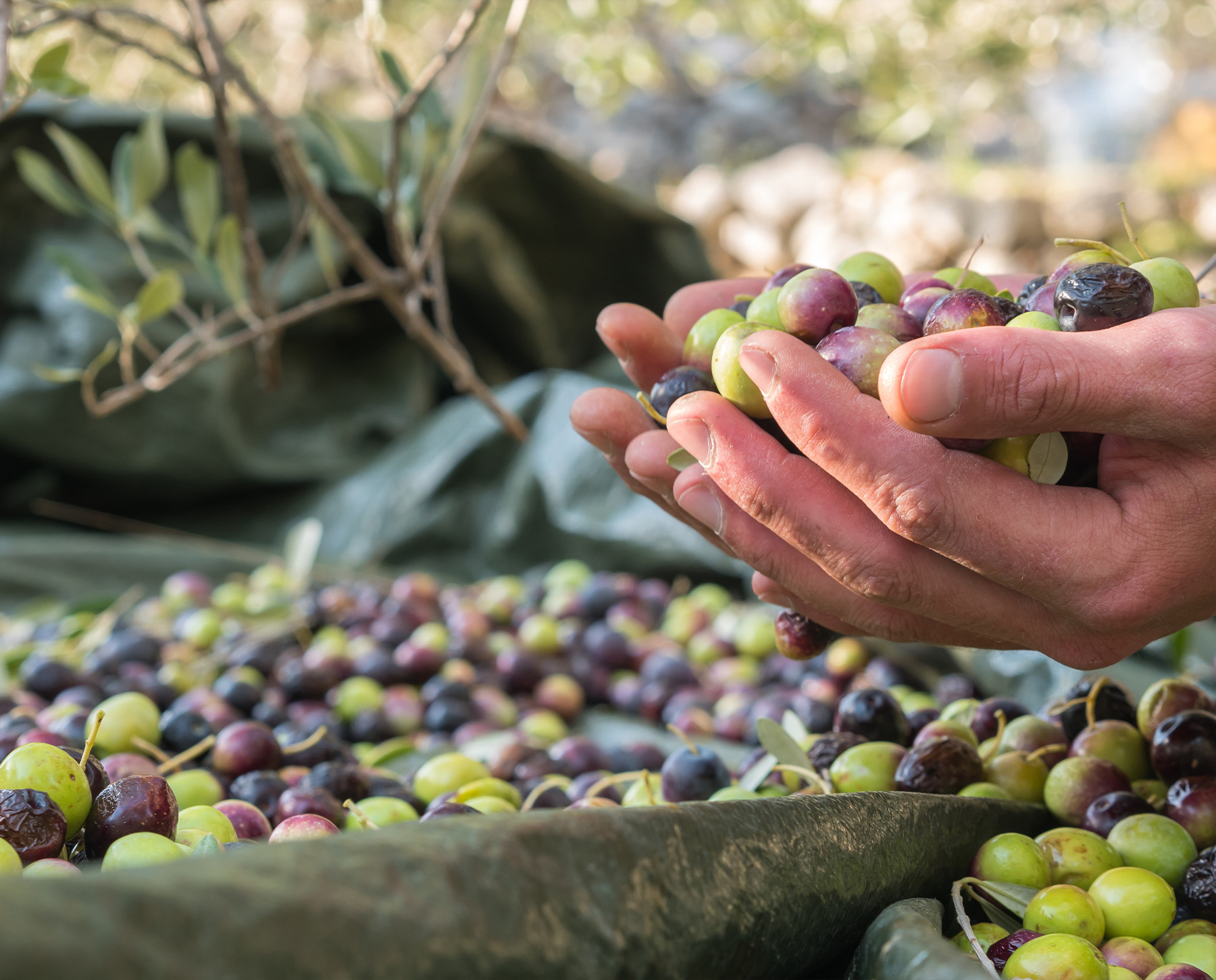 Produttori di olio di oliva in Sicilia - Azienda agricola olio - Astrum Evo Vendita olio extravergine di oliva siciliano