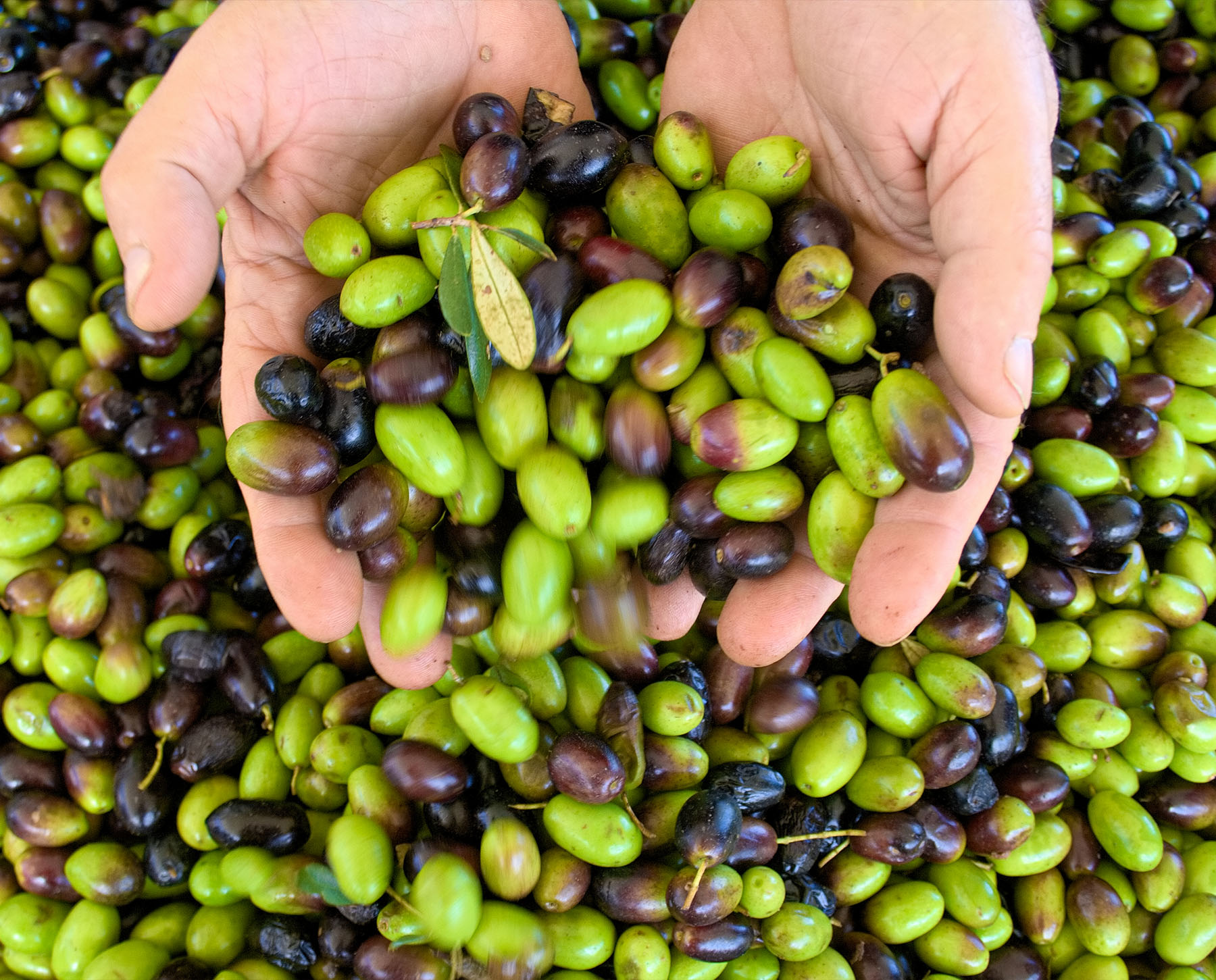 Lavorazione dell olio - produzione olio extravergine di oliva Astrum Evo