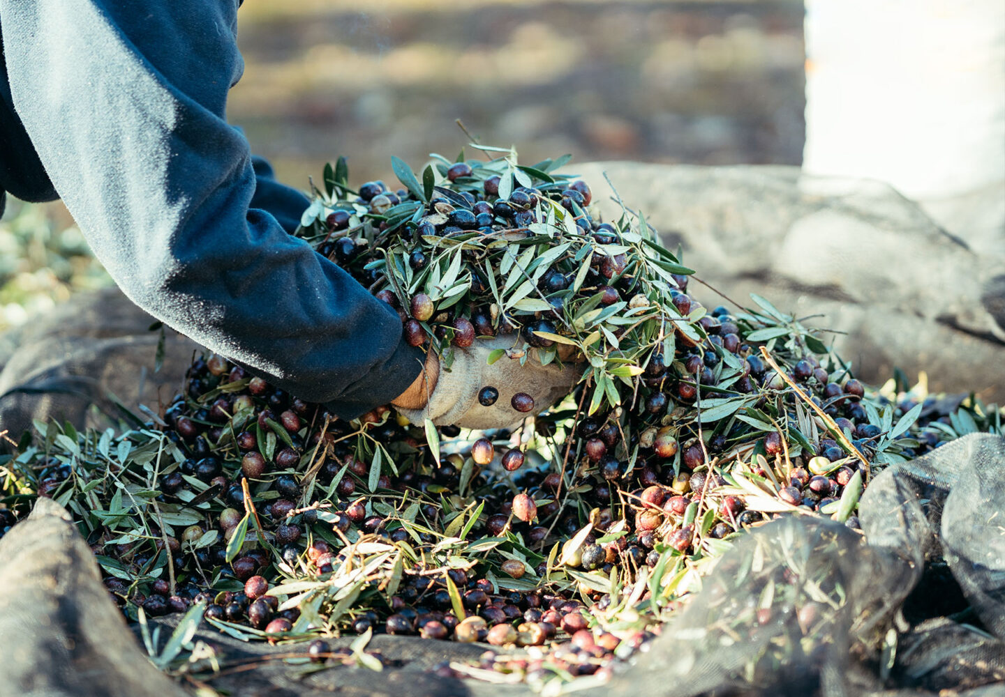 Raccolta olive periodo - Astrum Evo