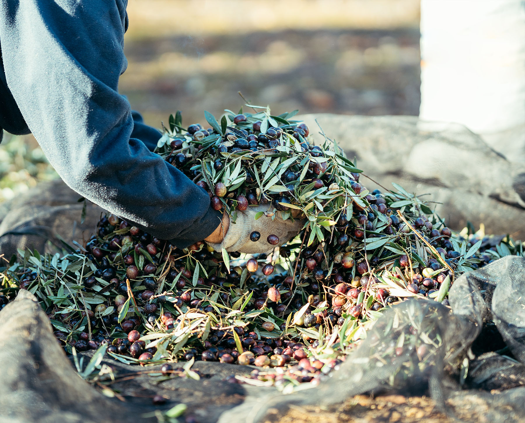 Raccolta olive periodo - Astrum Evo