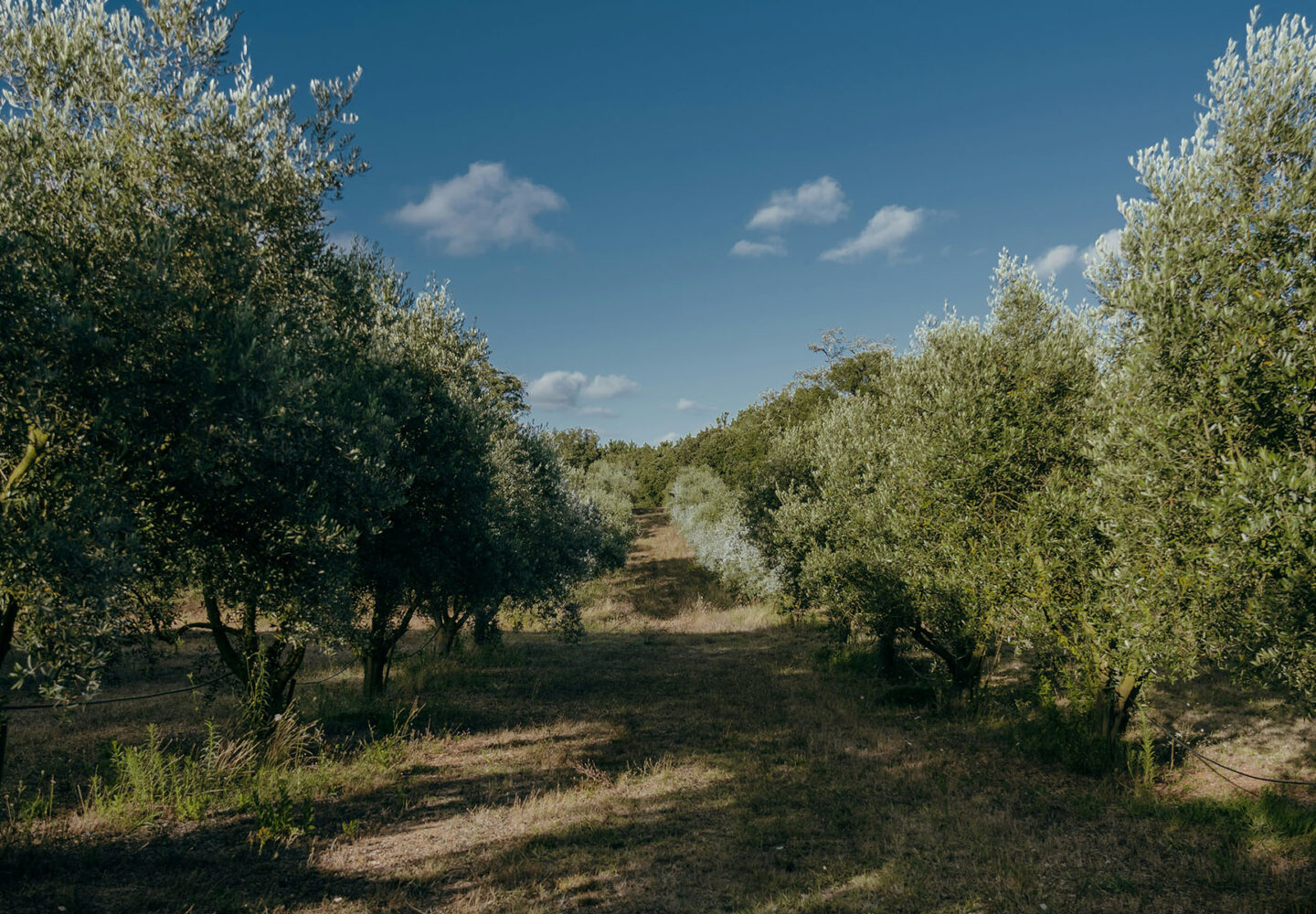 La storia dell'olio siciliano - Astrum Evo