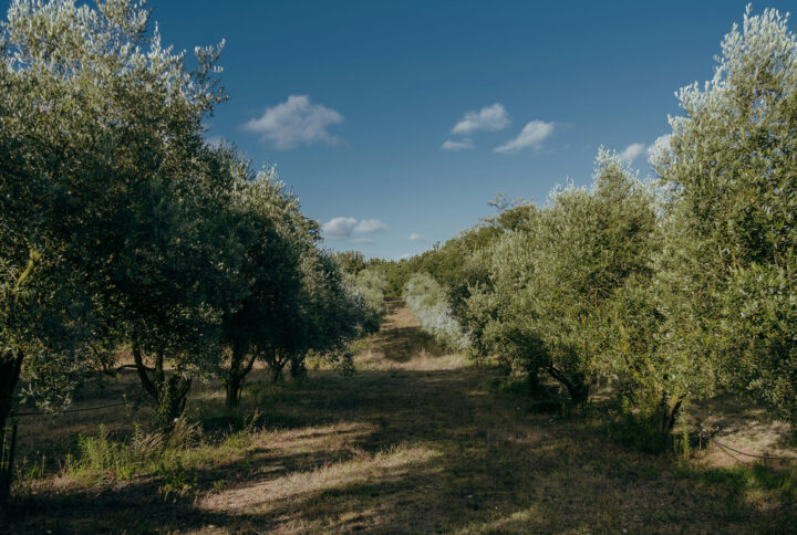 La storia dell'olio siciliano - Astrum Evo